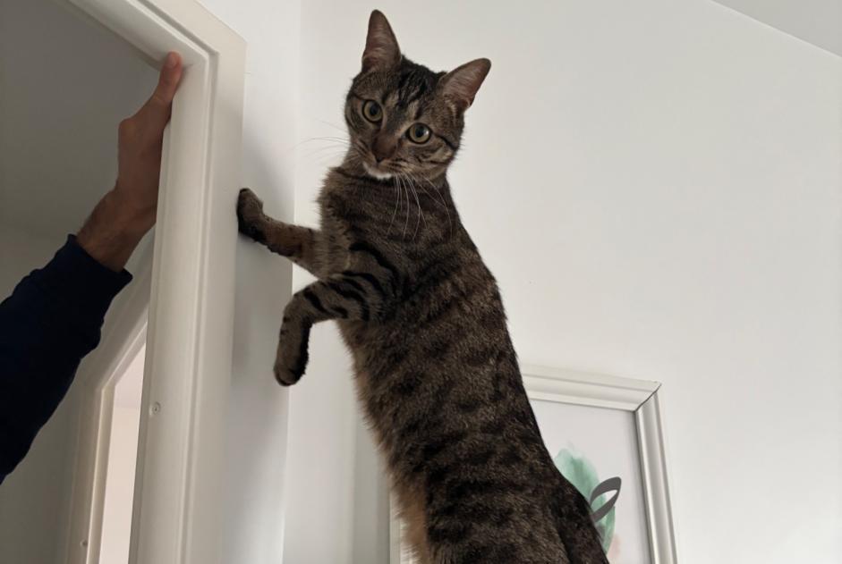 Disappearance alert Cat Male , 2 years Clichy France