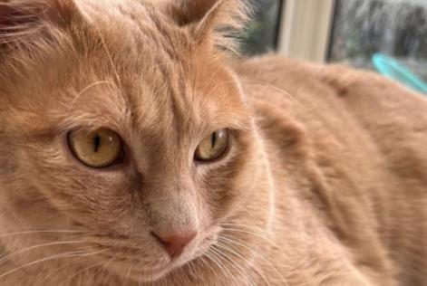 Disappearance alert Cat  Male , 2 years Saint-Nazaire France