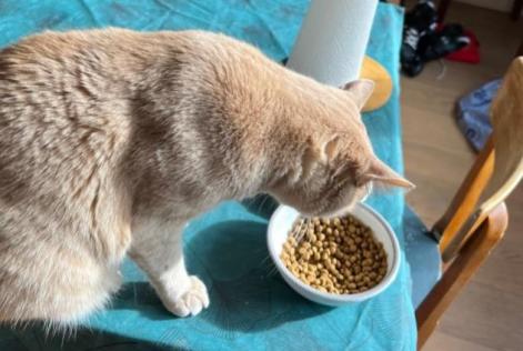 Disappearance alert Cat  Male , 2 years Saint-Nazaire France