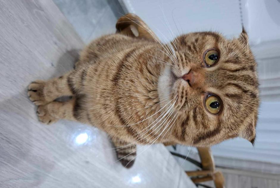 Disappearance alert Cat  Male , 2 years Terville France