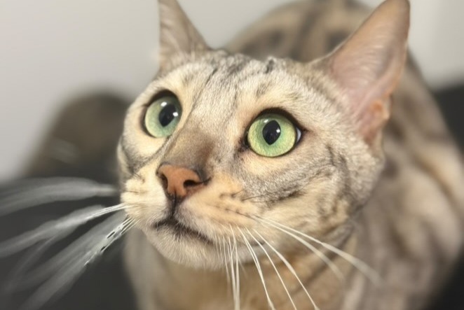 Disappearance alert Cat  Male , 4 years Vincennes France