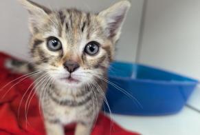Discovery alert Cat Female Vitré France
