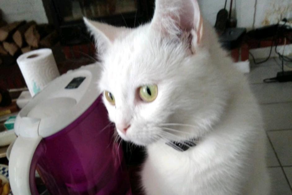 Disappearance alert Cat Female , 7 years Bellegarde-en-Marche France