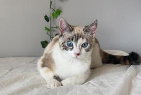 Disappearance alert Cat Female , 1 years Toulouse France