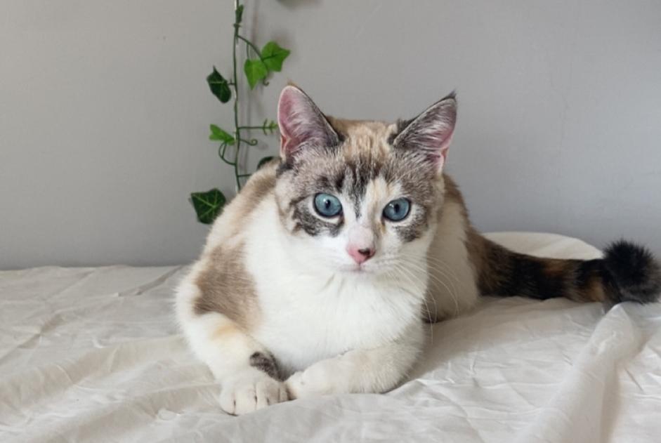 Disappearance alert Cat Female , 1 years Toulouse France