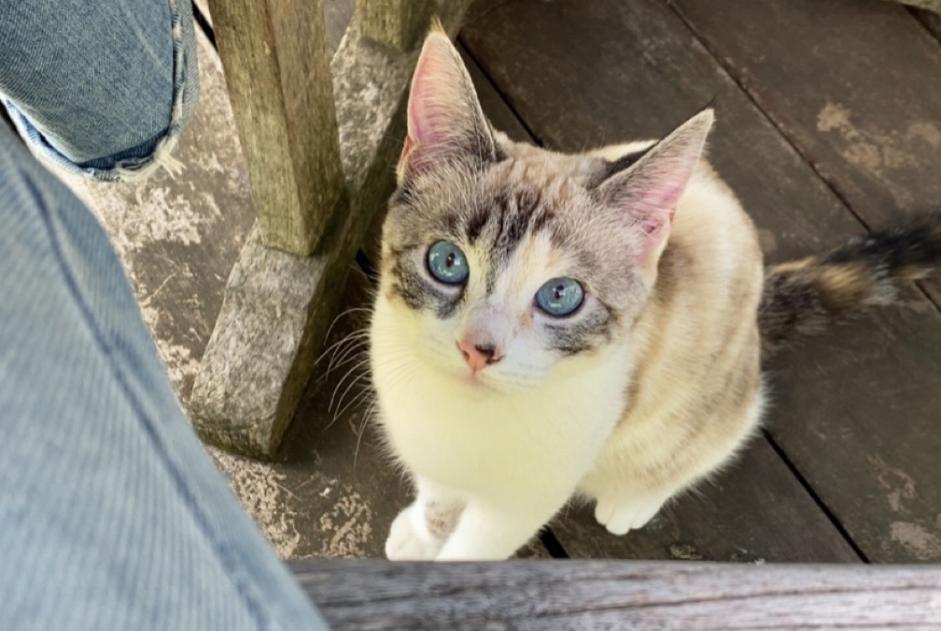 Disappearance alert Cat Female , 1 years Toulouse France