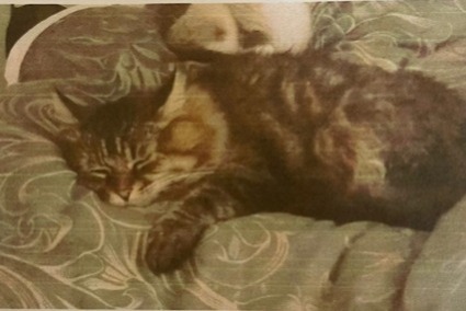 Disappearance alert Cat Male , 12 years Coubert France