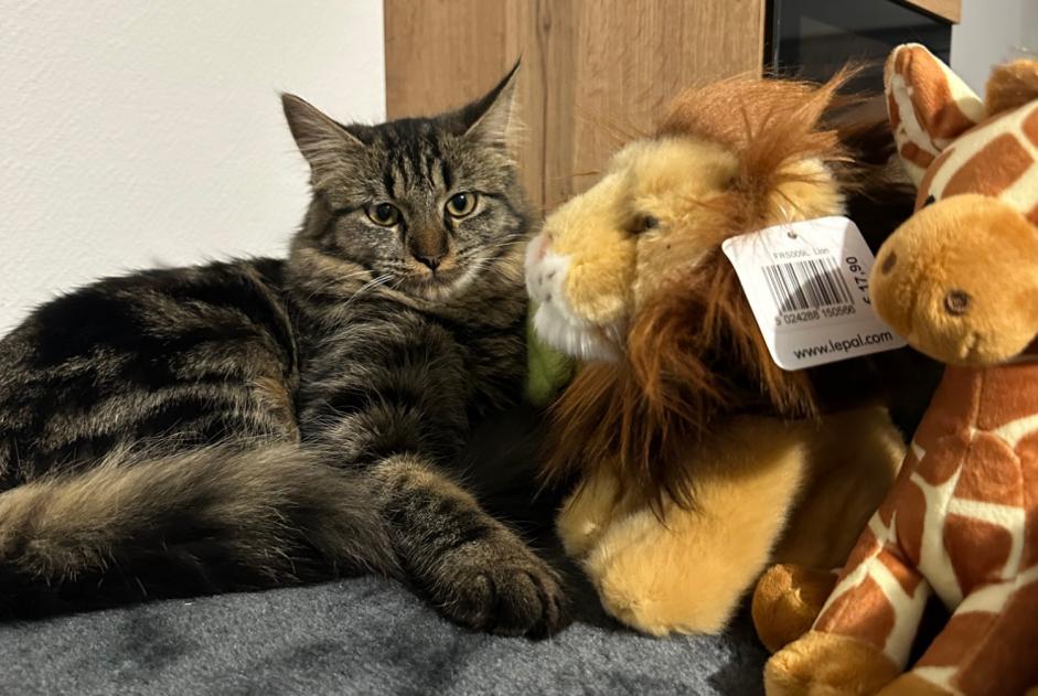Disappearance alert Cat miscegenation  Female , 1 years Bourgoin-Jallieu France