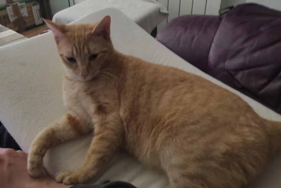 Disappearance alert Cat Female , 1 years Orange France