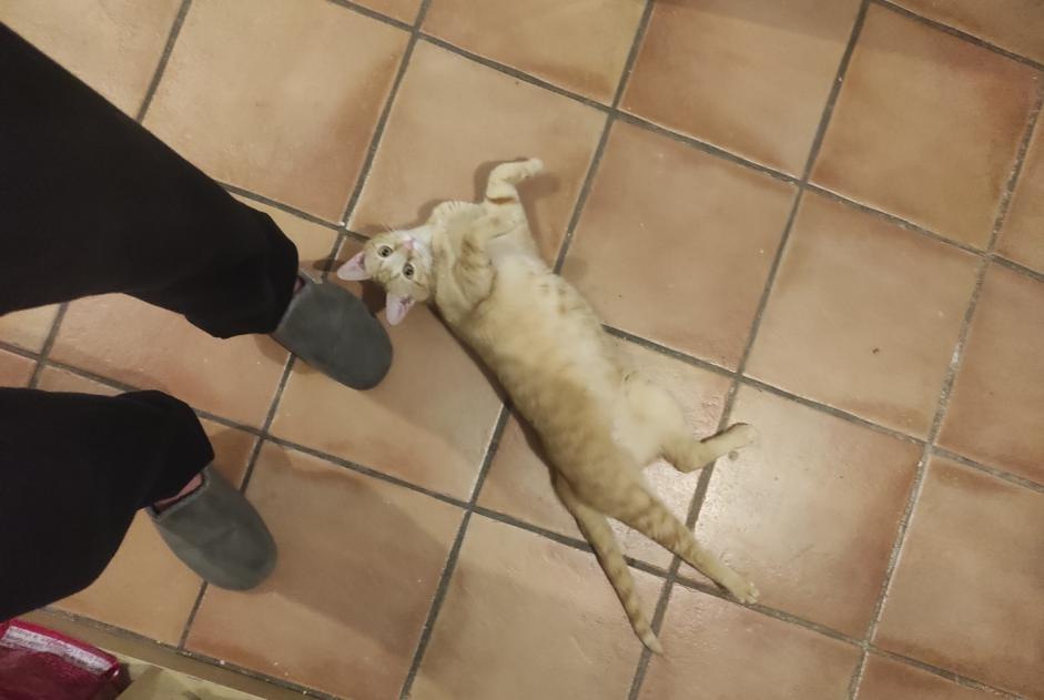 Disappearance alert Cat Female , 1 years Orange France