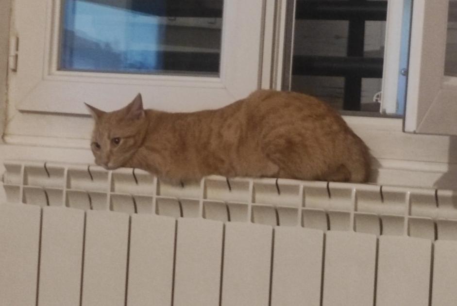 Disappearance alert Cat Female , 1 years Orange France