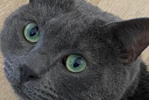 Disappearance alert Cat Male , 4 years Porto-Vecchio France