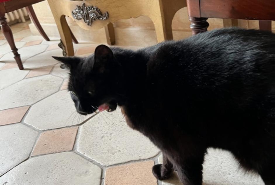 Disappearance alert Cat Male , 9 years Libourne France
