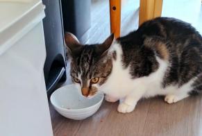 Discovery alert Cat Female Chartres France