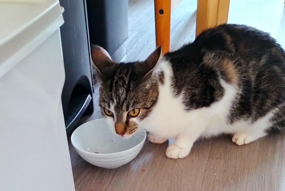 Discovery alert Cat Female Chartres France