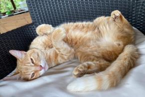 Discovery alert Cat Female Ayzieu France