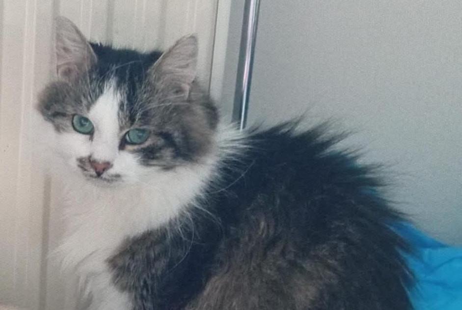 Disappearance alert Cat Male , 8 years Flémalle Belgium