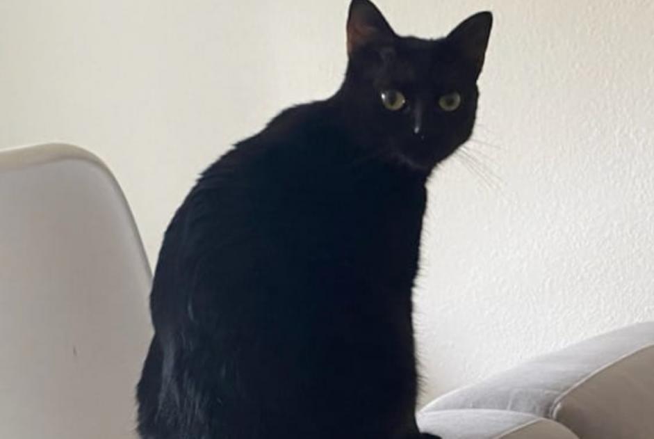 Disappearance alert Cat Male , 2 years Le Mans France