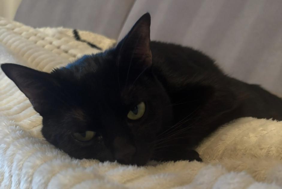 Disappearance alert Cat Male , 2 years Le Mans France