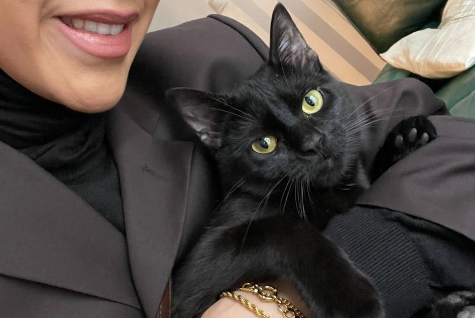 Disappearance alert Cat Male , 2 years Le Mans France