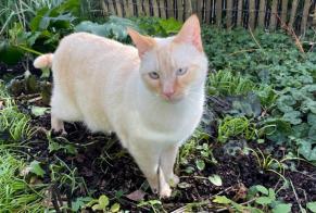 Disappearance alert Cat miscegenation  Male , 3 years Thaon France