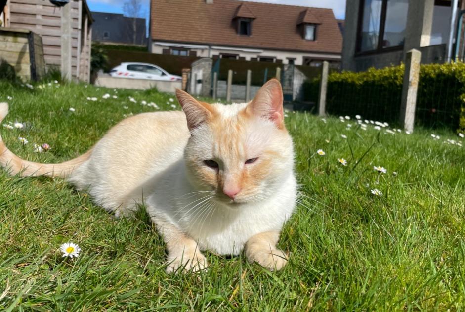Disappearance alert Cat miscegenation  Male , 3 years Thaon France