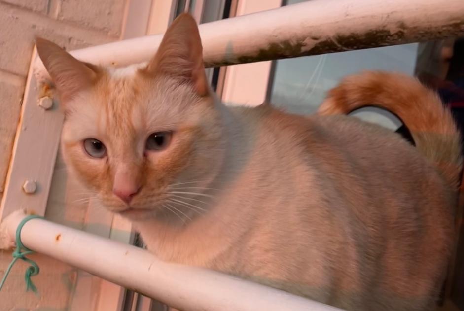 Disappearance alert Cat miscegenation  Male , 3 years Thaon France