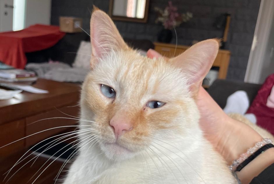 Disappearance alert Cat miscegenation  Male , 3 years Thaon France