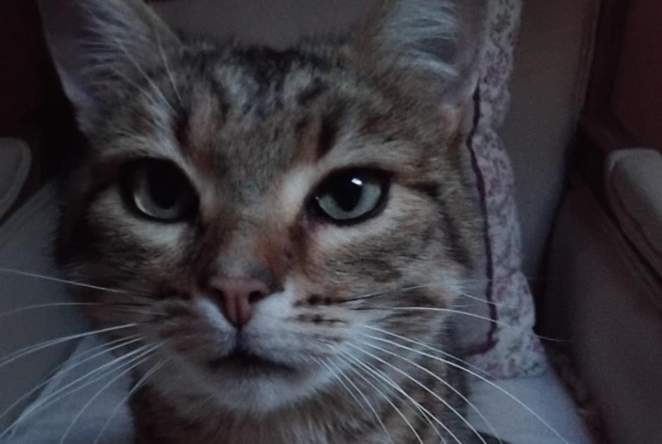 Alerta de Desaparición Gato cruce  Macho , 6 años Dun-les-Places Francia