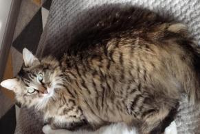 Alerta de Desaparición Gato cruce  Macho , 4 años Niort Francia