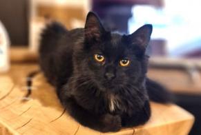 Alerta de Desaparición Gato cruce  Hembra , 1 años Tourcoing Francia