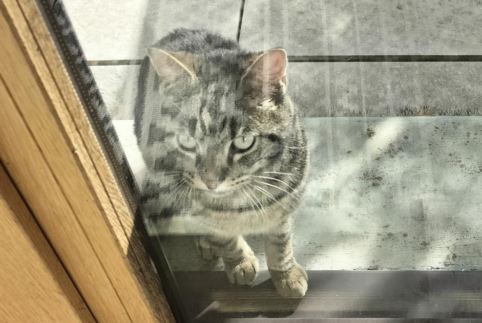 Alerta de Hallazgo Gato cruce  Macho Les Premiers Sapins Francia
