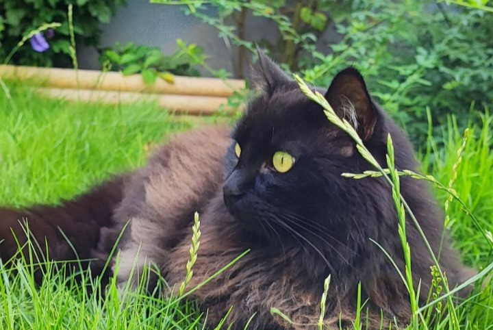 Alerta de Desaparición Gato cruce  Macho , 12 años Schiltigheim Francia