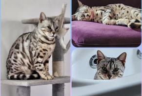 Alerta de Desaparición Gato  Hembra , 7 años Champs-sur-Yonne Francia