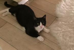 Alerte Disparition Chat croisement  Mâle , 10 ans Chasseneuil-du-Poitou France