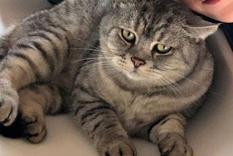 Alerte Disparition Chat  Mâle , 11 ans Floing France