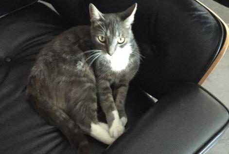 Alerte Disparition Chat Mâle , 11 ans Ormes France