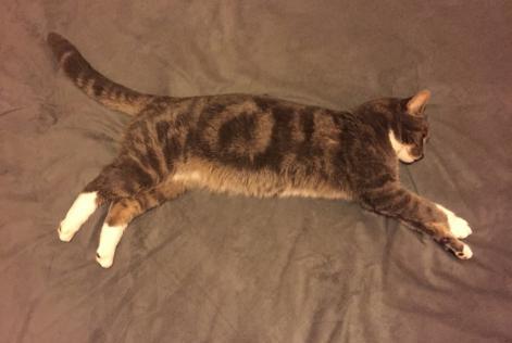 Alerte Disparition Chat Mâle , 11 ans Ormes France