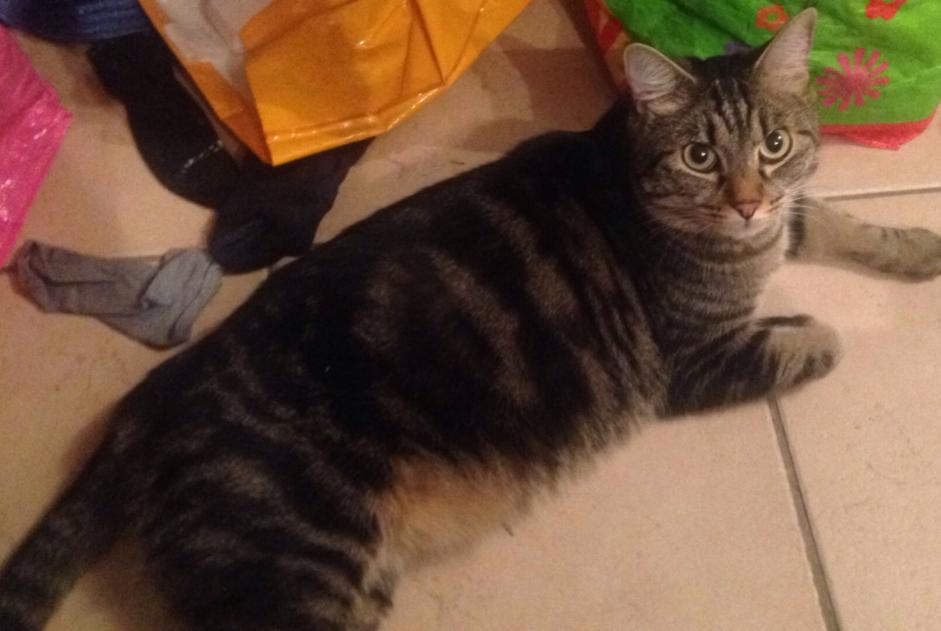 Alerte Disparition Chat  Mâle , 9 ans Lyon 2e Arrondissement France