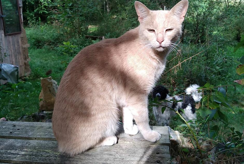 Alerte Disparition Chat croisement  Mâle , 5 ans Beaulieu-Sous-Parthenay France