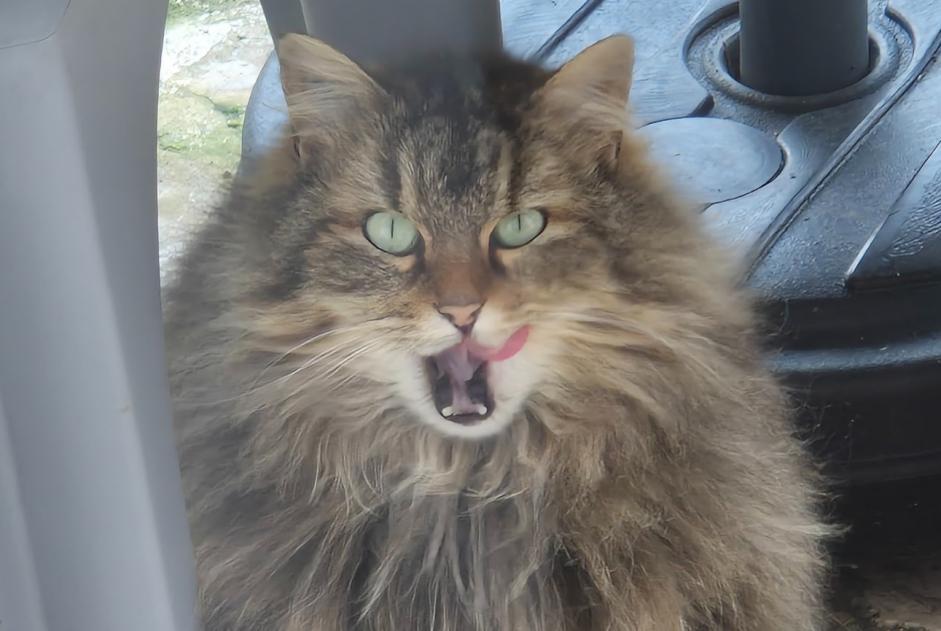 Alerte Découverte Chat  Inconnu Brunoy France