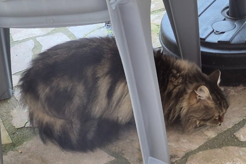 Alerte Découverte Chat  Inconnu Brunoy France