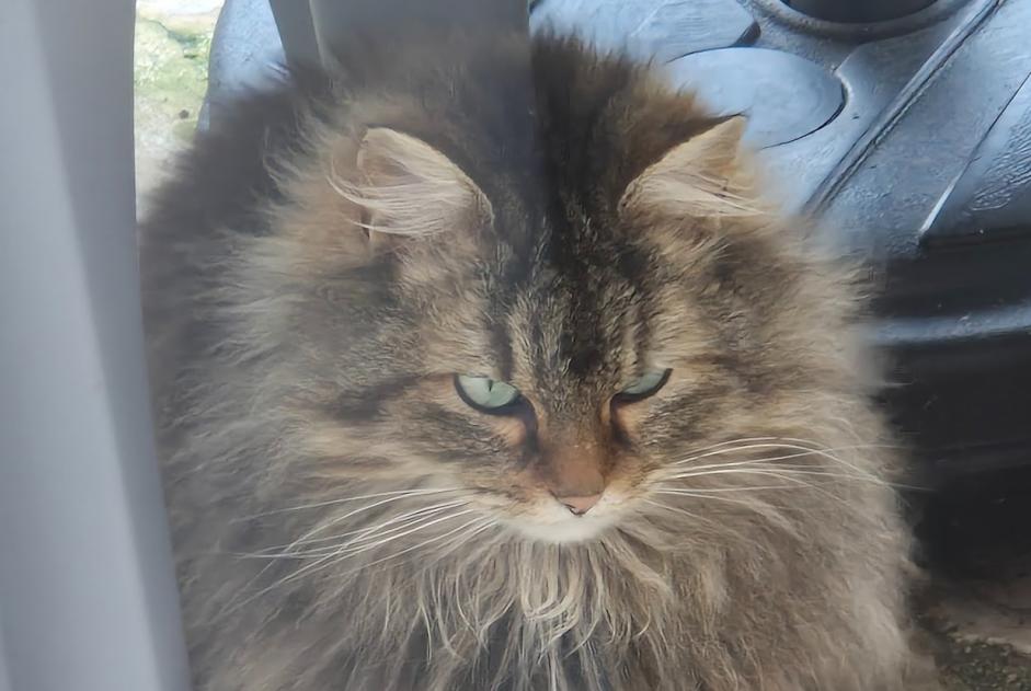 Alerte Découverte Chat  Inconnu Brunoy France