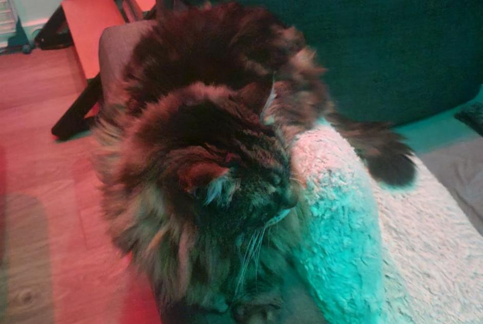 Alerte Découverte Chat Inconnu Beauzelle France