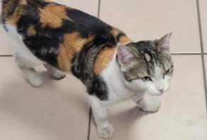 Alerte Découverte Chat croisement  Femelle Roubaix France
