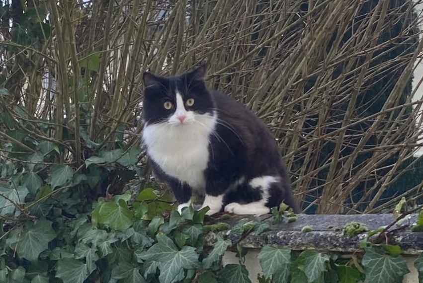 Alerte Disparition Chat Femelle , 1 ans Châteauroux France