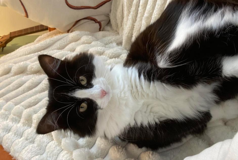 Alerte Disparition Chat Femelle , 1 ans Châteauroux France