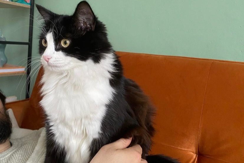 Alerte Disparition Chat Femelle , 1 ans Châteauroux France