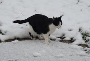 Alerte Disparition Chat Mâle , 12 ans Essises France