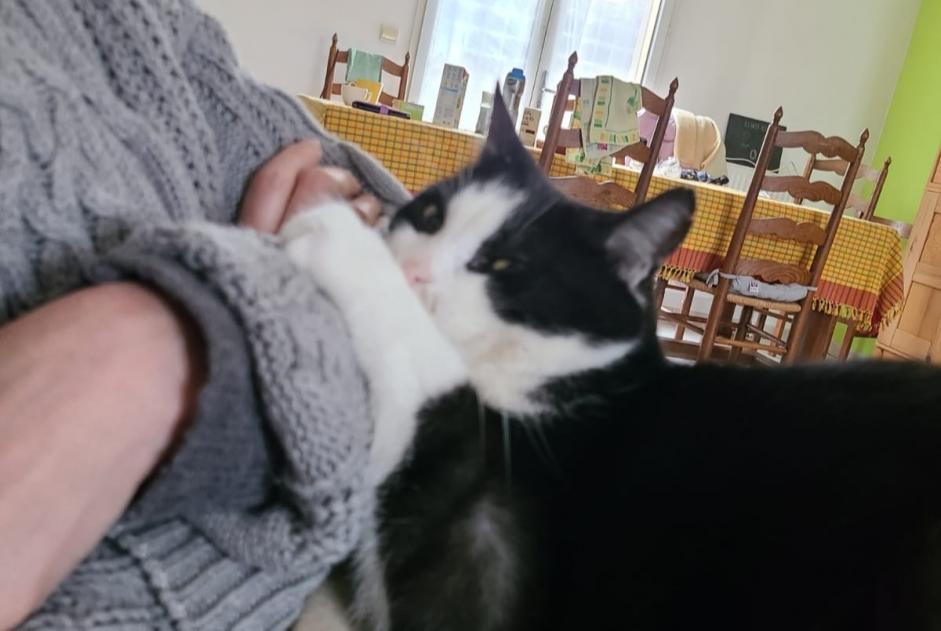 Alerte Disparition Chat Mâle , 12 ans Essises France